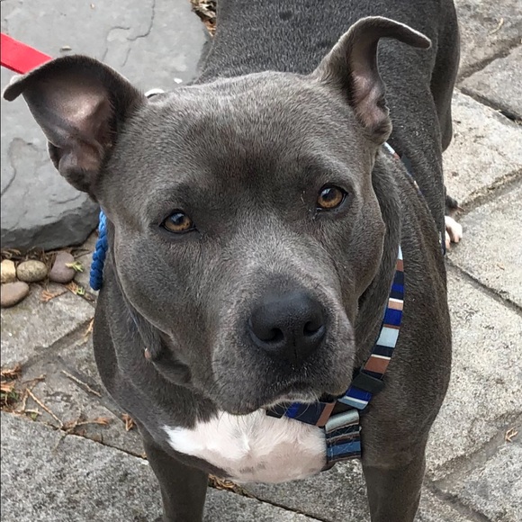 Isabella is being adopted ♥️ - Picture 5 of 8